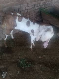 bakra for sale