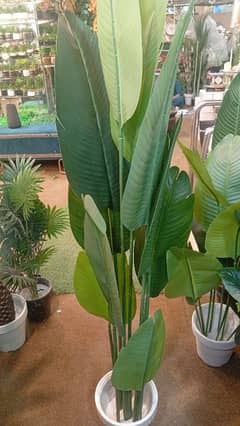 Banana plant for decoration