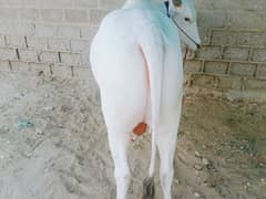 Nukra nasal