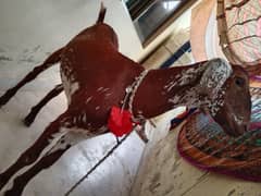 Bakra for sale Qurbani ke Liyee available