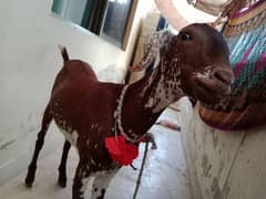 Bakra