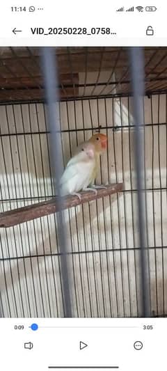 beautiful lovebirds mini setup for urgent sale