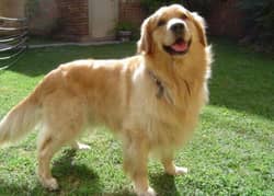 Golden Retriever Pair for Sale – Loyal, playful, and full of love.