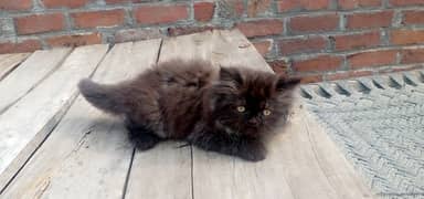 Persian Kitten Available