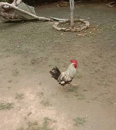 Desi Trio Set Hen