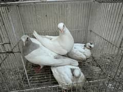 Big sized white pigeons (kaamuri sherazi) with 2 babies
