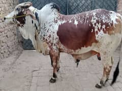 Bulls for Sale for Eid-ul-Azha