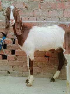 kubsurat khasi Bakra