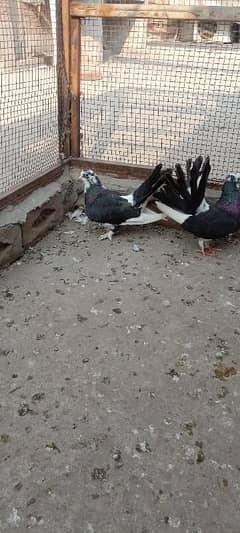 black white breeding pigeons pair
