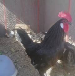 Australorpe,  1.5kg male , 6 months age