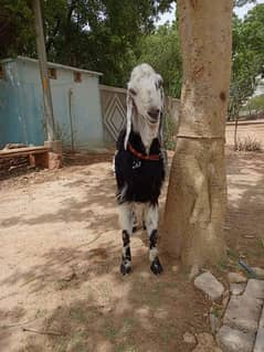 nachi bakra 2 dant breeder