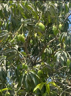 Sindhri, Anwar Ratol, Langra and White Chaunsa Mangoes