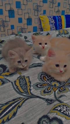 pesion kittnes for sale punch face yellow eyes triple cotted