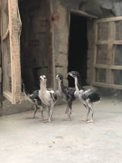Aseel Mushka Chicks