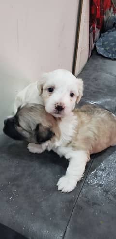Shih-Tzu & Maltese mix pupps