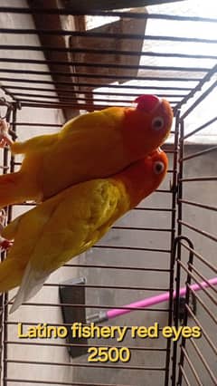 love bird 3 pair ready to breed 1 big pair & 2 Chick