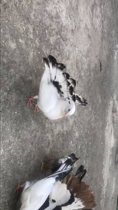 Black tale lakky pair
