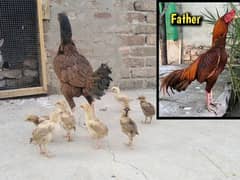 Aseel chicks