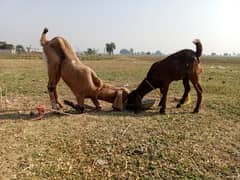 Shera print and bhalwal beetal