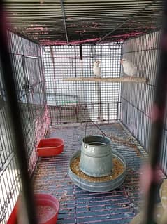 finches