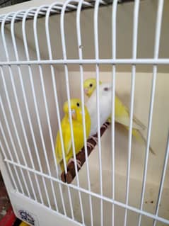 Black Wing / Hogoromo / Yellow Face / TCB