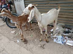 qurbani