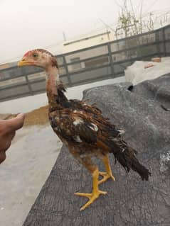 aseel chicks