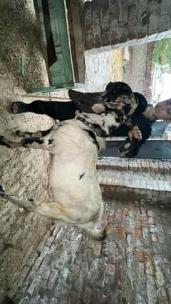 Bakra and Bakri for sale