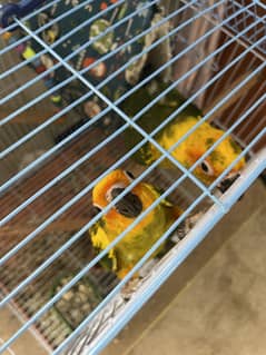 Sunconure sunconore pair handtamed hand tame bird parrot