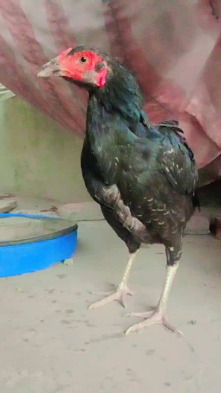 bht achi madiya ha Meri home breed ha ek Madi long hight ha 8