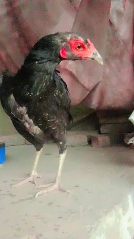 bht achi madiya ha Meri home breed ha ek Madi long hight ha 10
