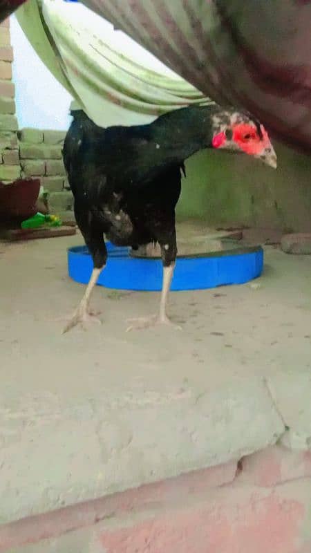 bht achi madiya ha Meri home breed ha ek Madi long hight ha 11