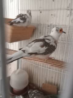 Diamond Dove