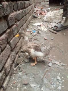 sell ducks