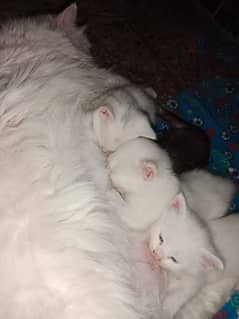Beautiful Persian Doll Face Kittens for Sale -  Healthy and Playful