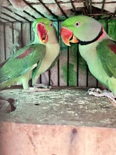 Raw Parrot