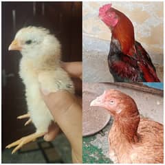 Aseel chicks pure Mianwali