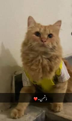 Persian male for sale