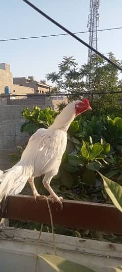 Heera breeder