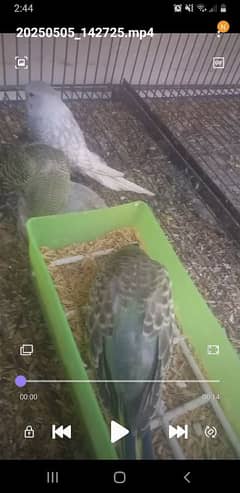 black wing Australian parrot king size