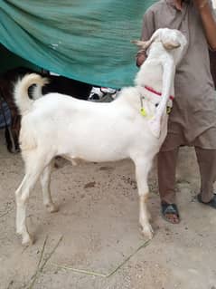 2 Dant Khoobsoort bakre