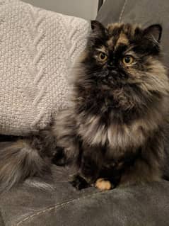 tiger shelt punch face  Persian female cat