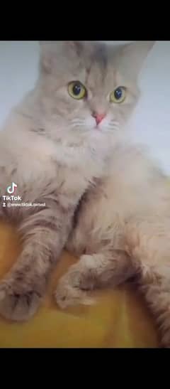 perssion cat persion female cat triple court bath room train healthy