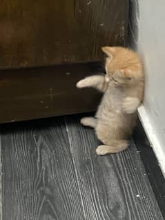 Cats for sale ( half British short hair)