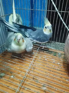 Brown Finch 2 Pair 2400 Cag k sat.     Cocktail bhe Cag k sat (9000)