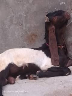 2 dant bakra
