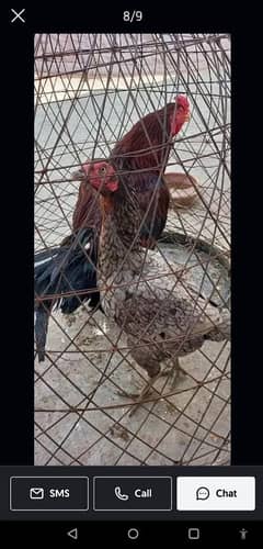 Ayam Cemani And Aseel Pairs with cage for Sale in Lahore