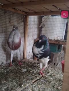 Norwich Breeder Pair