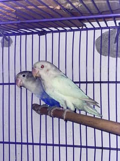 Love bird pair