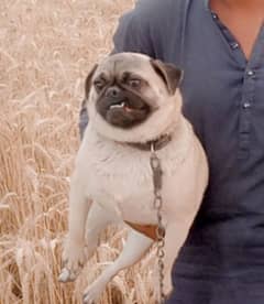 pug